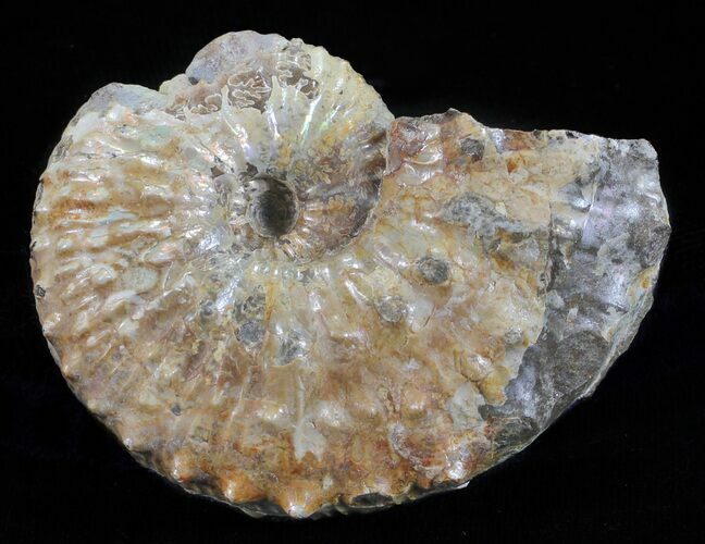 Hoploscaphites Ammonite - South Dakota #60243